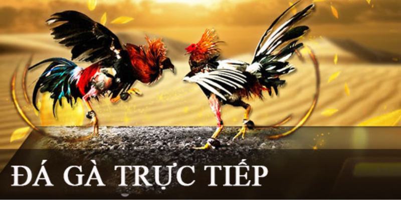 Vài nét về đá gà trực tiếp Vin777