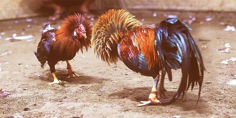 Nhiều nhà cung cấp kèo đá gà quy tụ tại 789F