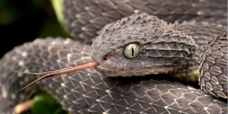 mơ thấy con rắn đánh số gì