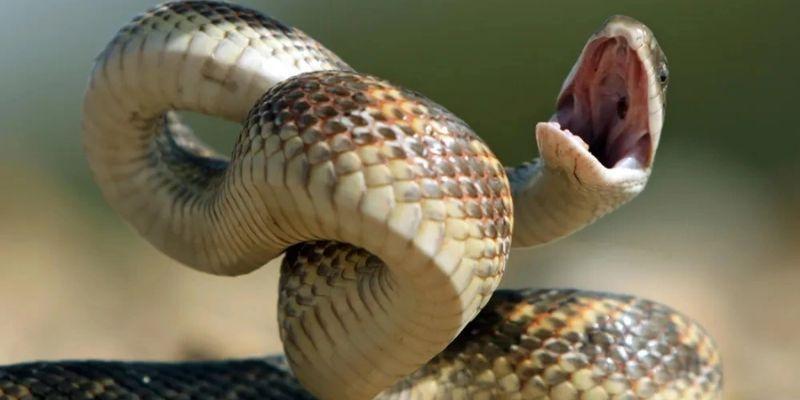 Nằm chiêm bao về rắn hổ mang