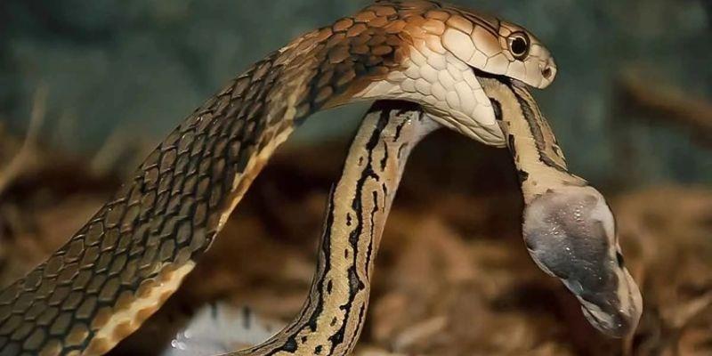 Giải đáp về giấc mơ thấy con rắn đánh số gì