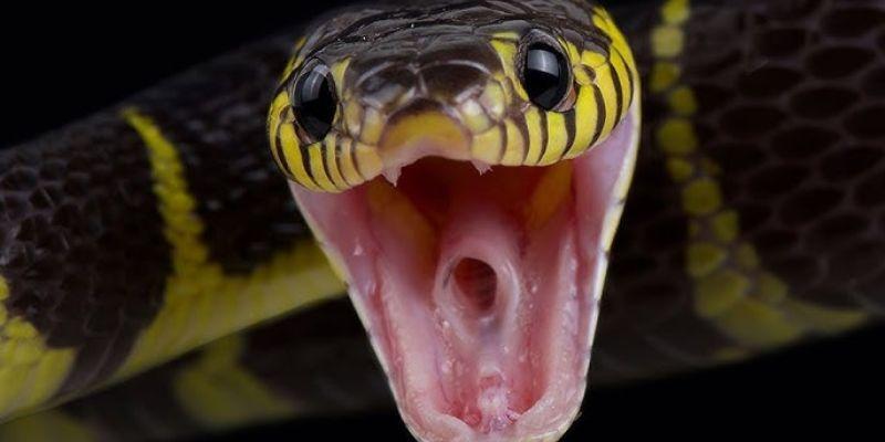 Điềm báo giấc mơ thấy rắn như thế nào?