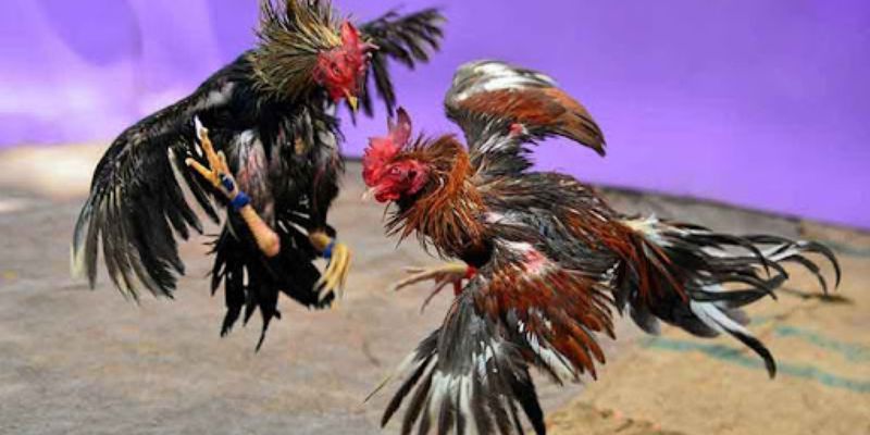 Nguyên liệu để chế biến mồi cho gà chọi đủ dinh dưỡng