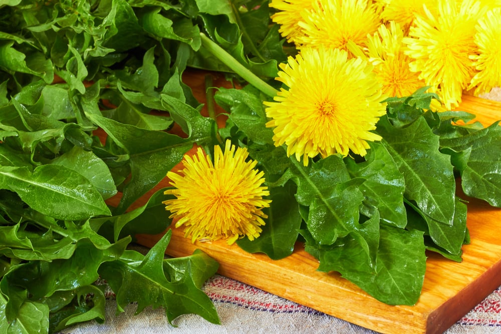 Bồ công anh chữa bệnh gì