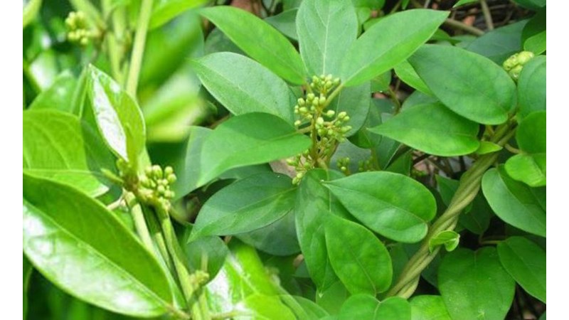Cao dây thìa canh chữa bệnh gì