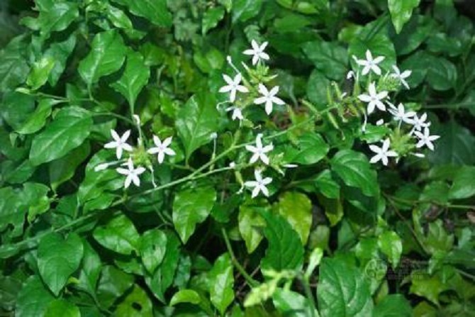 Cây bạch hoa xà chữa bệnh gì