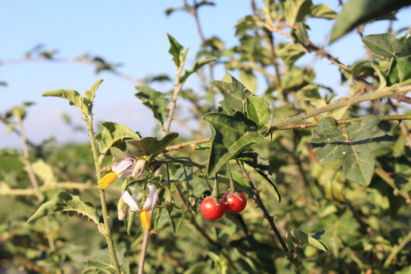 Cây cà gai leo chữa bệnh gì