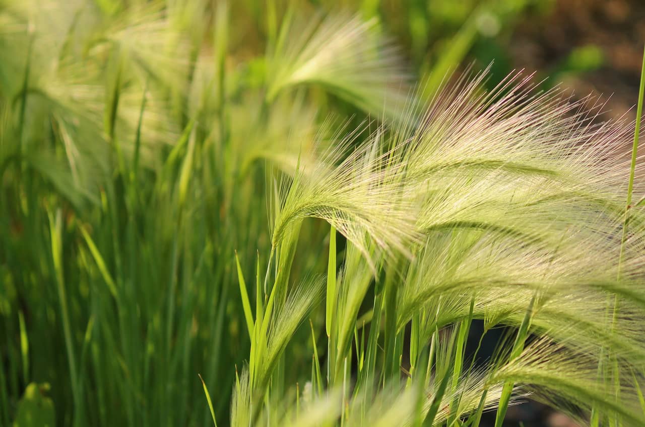 Cây cỏ may chữa được bệnh gì