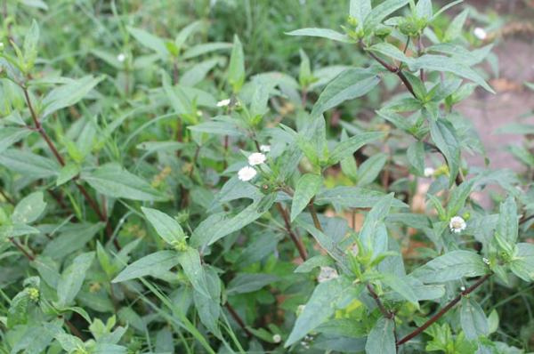 Cây cỏ mực chữa bệnh gì