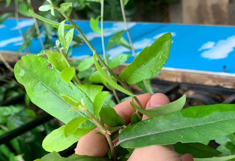 Cây cúc tần chữa bệnh gì