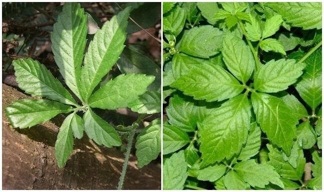 Cây giảo cổ lam chữa bệnh gì