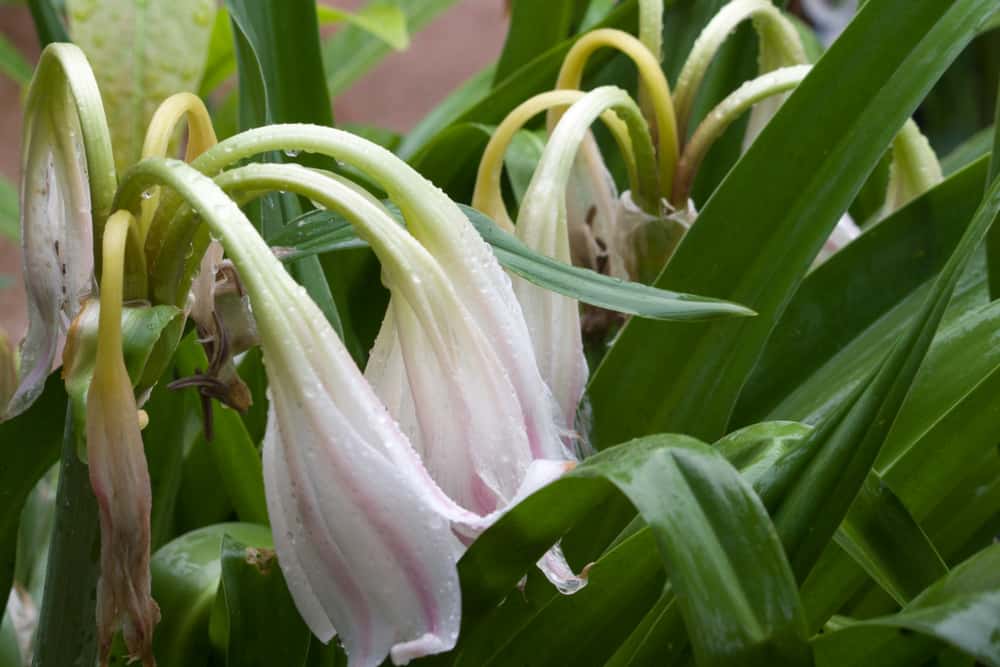 Cây hoàng cung trinh nữ chữa bệnh gì