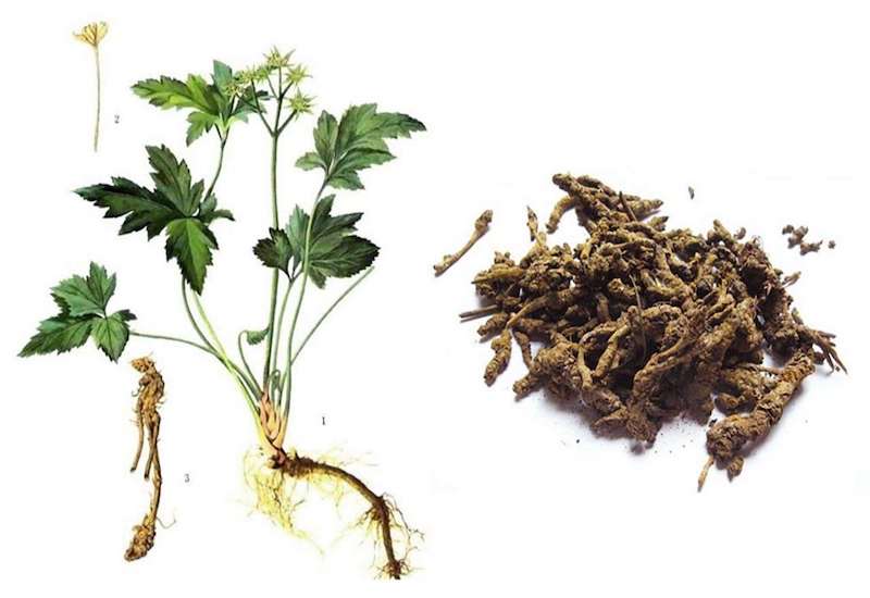 Cây hoàng liên chữa bệnh gì