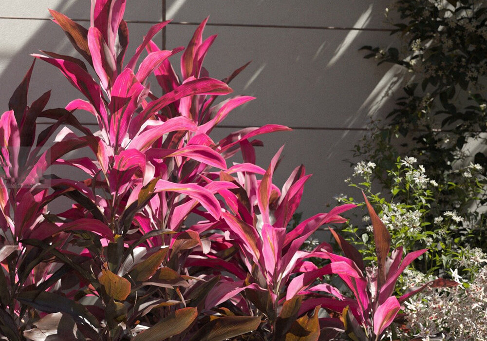 Cây huyết dụ chữa được bệnh gì