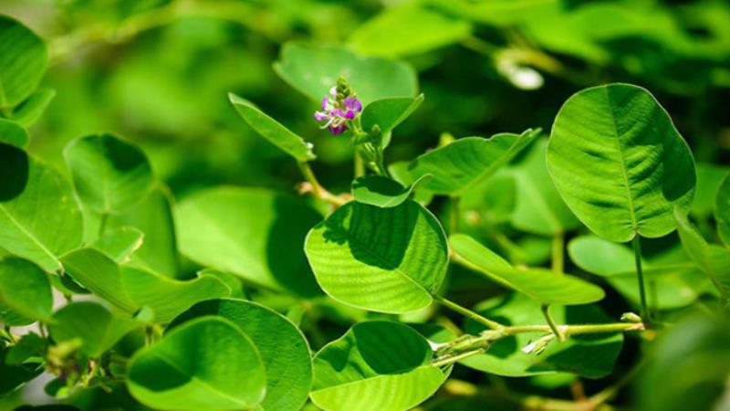 Cây kim tiền thảo chữa bệnh gì