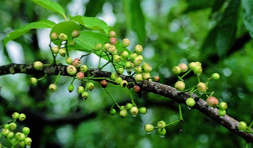 Cây lá vối chữa được bệnh gì