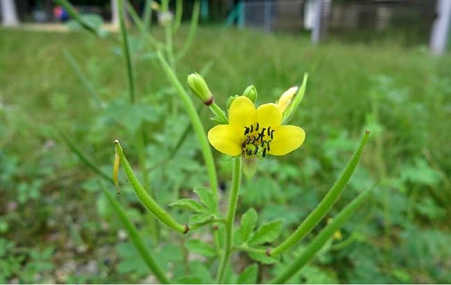 Cây màn màn chữa bệnh gì
