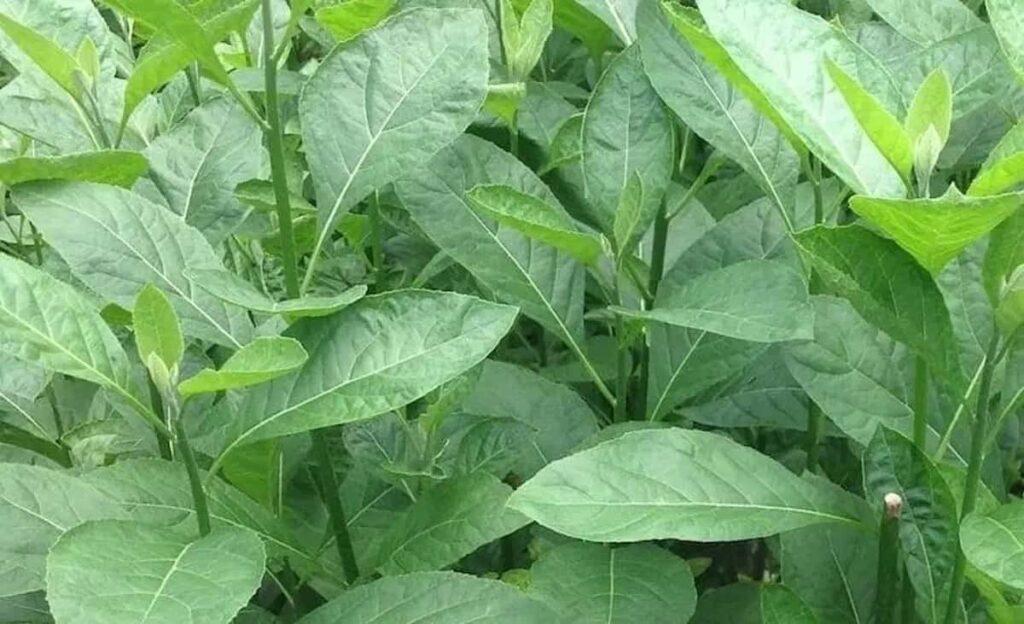 Cây mật gấu chữa bệnh gì