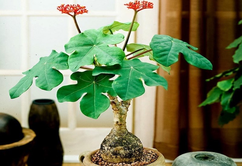 Cây ngô đồng chữa bệnh gì