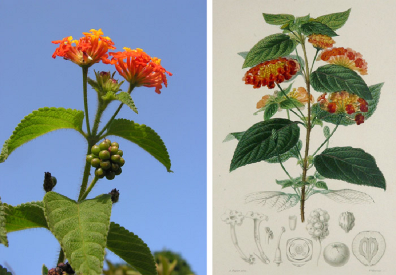 Cây ngũ sắc chữa bệnh gì