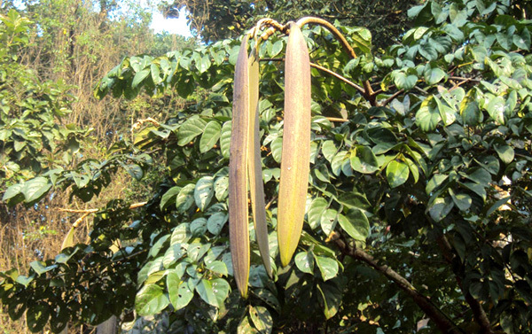 Cây núc nác chữa bệnh gì