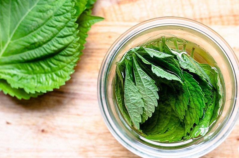 Cây tía tô chữa bệnh gì