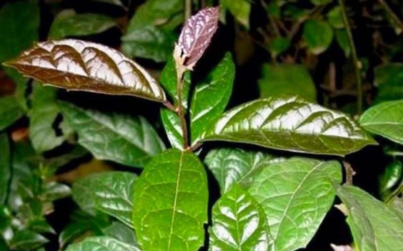 Cây xạ đen chữa được bệnh gì