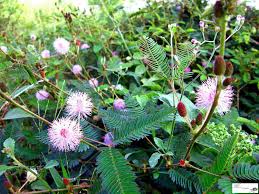 Cây xấu hổ chữa bệnh gì