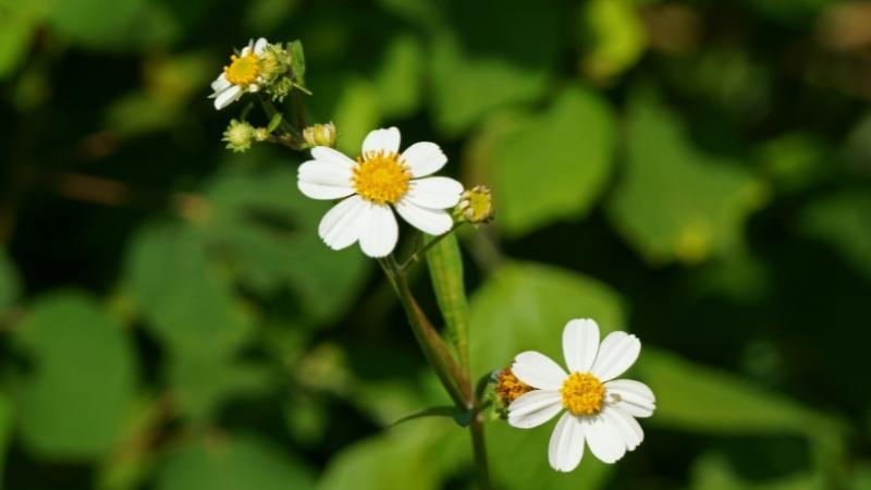 Cây xuyến chi chữa bệnh gì