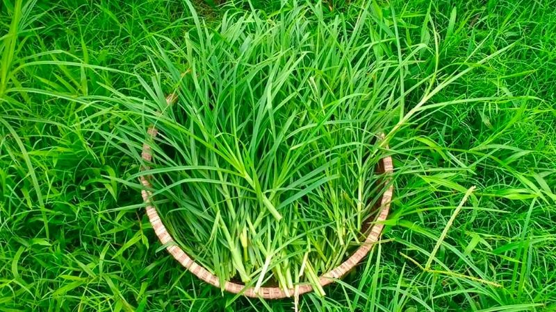 Cỏ mần trầu chữa bệnh gì