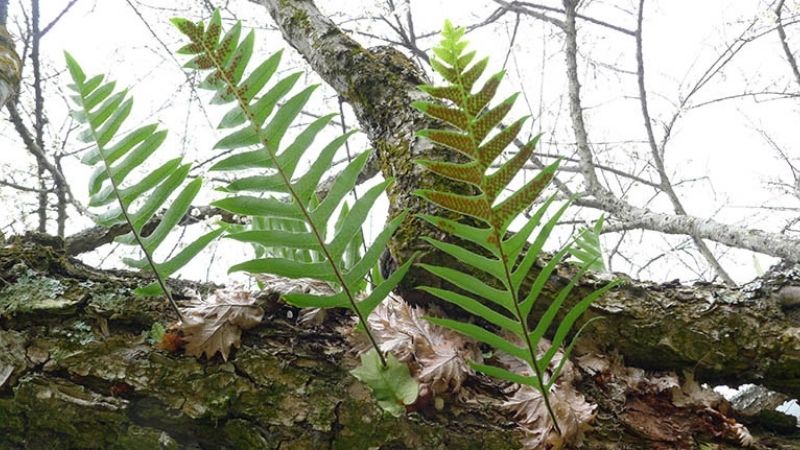 Cốt toái bổ chữa bệnh gì