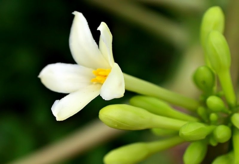 Hoa đu đủ đực chữa được bệnh gì