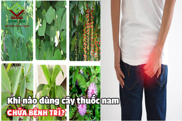 Lá gì chữa bệnh trĩ