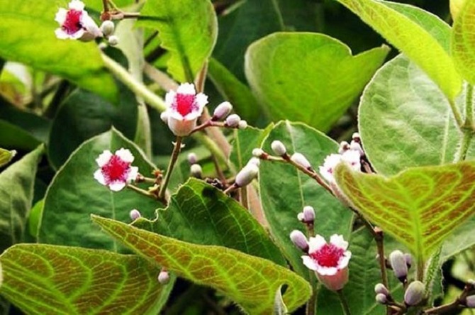 Lá mơ lông chữa bệnh gì