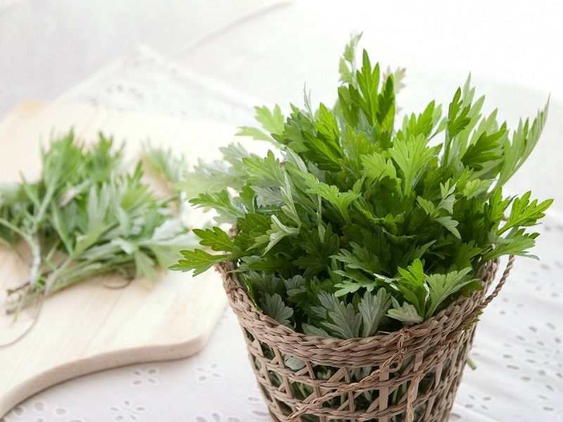 Ngải cứu chữa bệnh gì