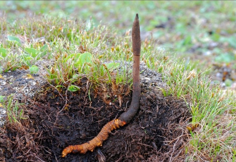 Thuốc đông trùng hạ thảo chữa bệnh gì