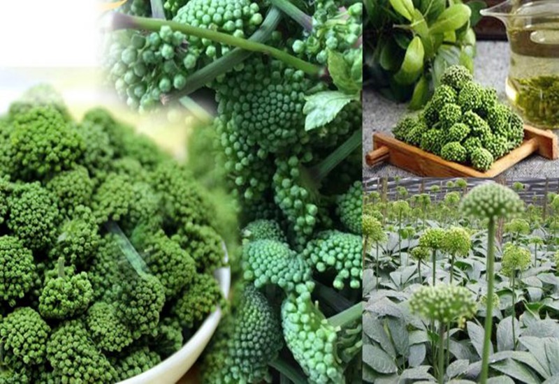 Uống nụ tam thất chữa bệnh gì